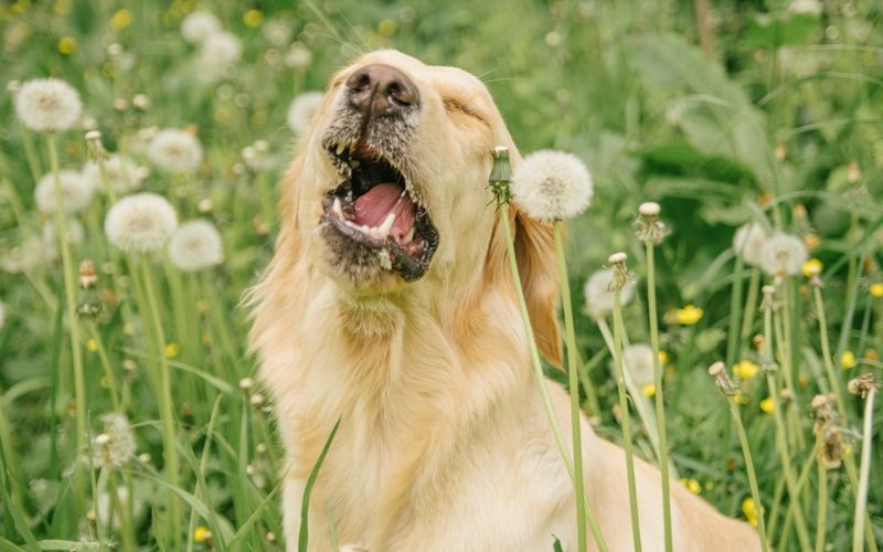 Entendendo as alergias sazonais em cães: o papel da nutrição no alívio dos sintomas